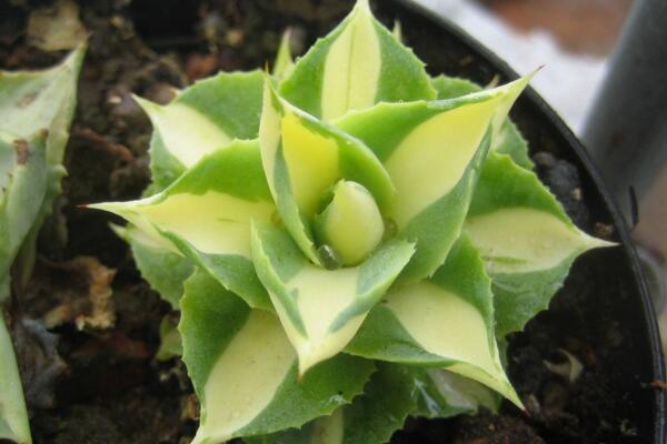 多肉雷神怎么养,雷神日常养护5大要点