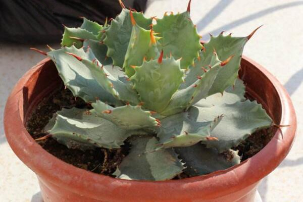 多肉雷神怎么养,雷神日常养护5大要点