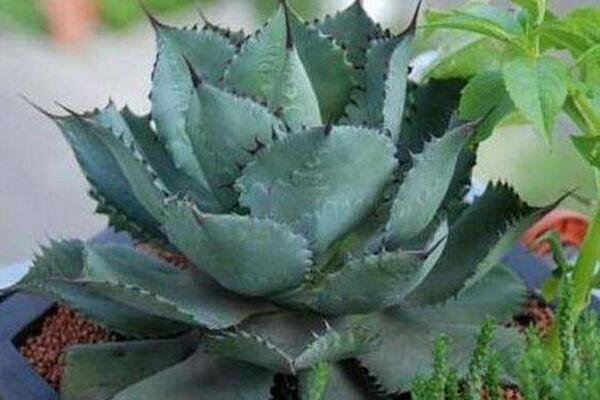 多肉雷神怎么养,雷神日常养护5大要点