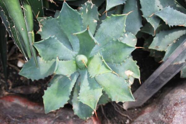 多肉雷神怎么养,雷神日常养护5大要点