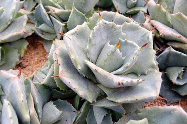 多肉雷神怎么养,雷神日常养护5大要点