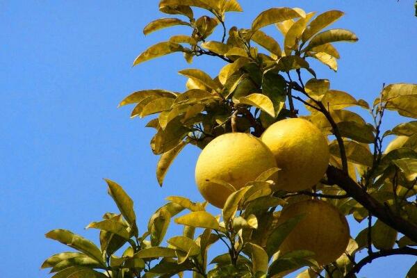胡柚什么时候采摘，在立冬前后进行采摘