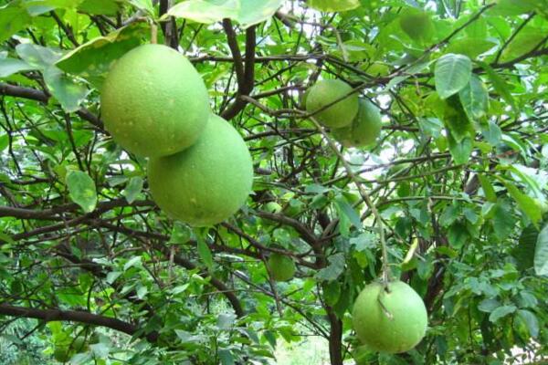 胡柚什么时候采摘，在立冬前后进行采摘