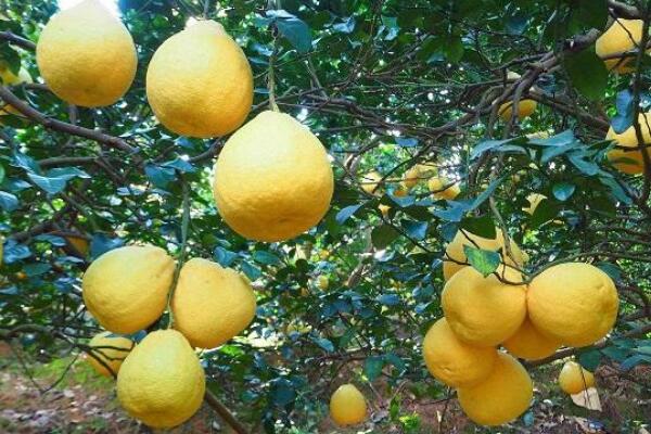 胡柚什么时候采摘，在立冬前后进行采摘