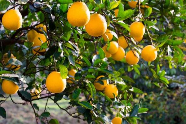 胡柚什么时候采摘，在立冬前后进行采摘