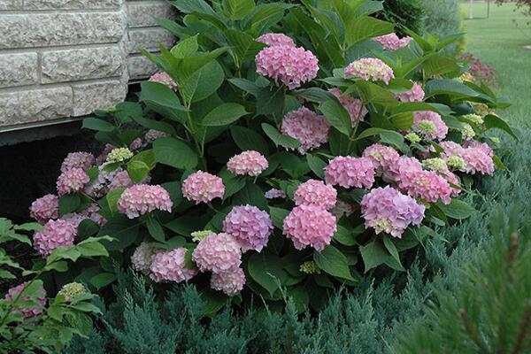 八仙花修剪方法,4步即可完成八仙花的修剪