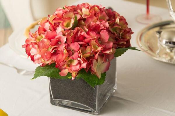 八仙花修剪方法,4步即可完成八仙花的修剪