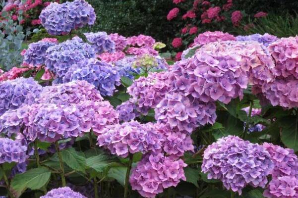 八仙花修剪方法,4步即可完成八仙花的修剪