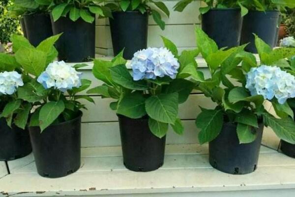 八仙花怎么养,八仙花日常养护5大要点