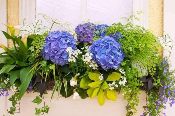 八仙花怎么养,八仙花日常养护5大要点