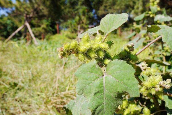 苍耳靠什么传播种子,可以通过动物进行传播