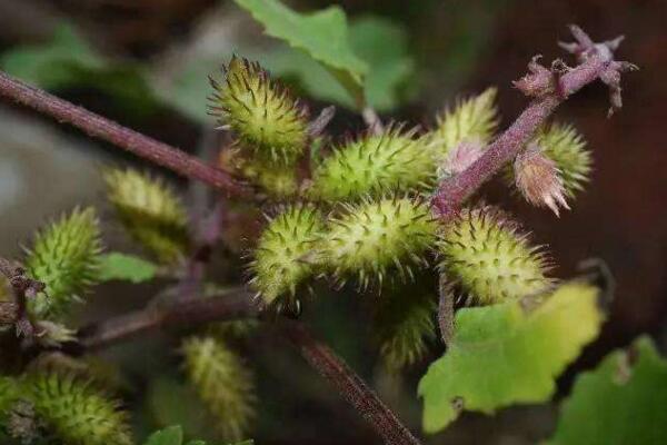 苍耳靠什么传播种子,可以通过动物进行传播