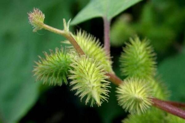 苍耳靠什么传播种子,可以通过动物进行传播