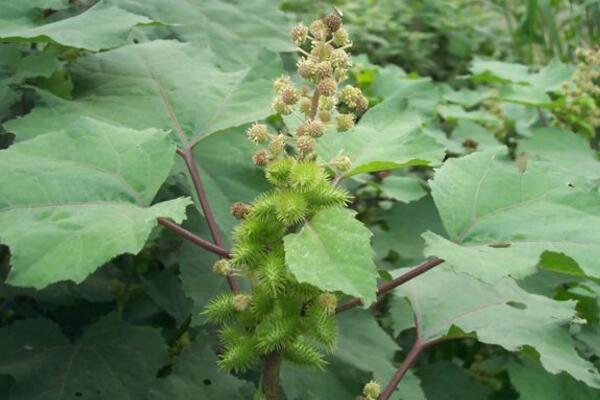 苍耳靠什么传播种子,可以通过动物进行传播