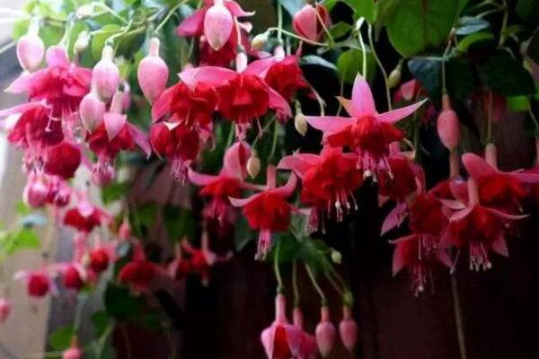 倒挂金钟的养殖方法,必须牢记日常养护5大要点