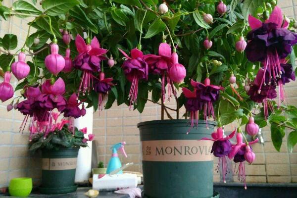 倒挂金钟的养殖方法,必须牢记日常养护5大要点