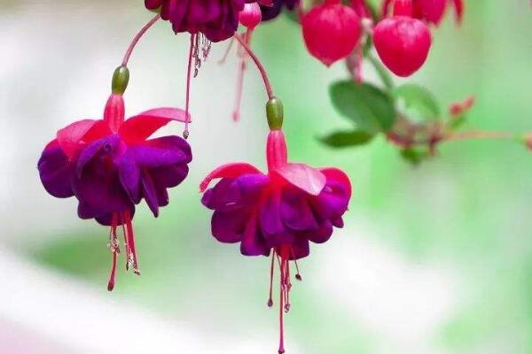 倒挂金钟的养殖方法,必须牢记日常养护5大要点