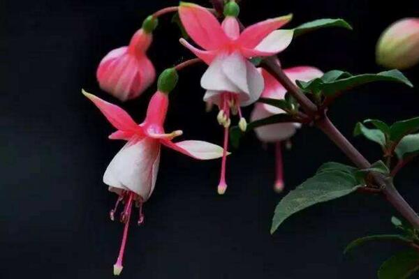 倒挂金钟的养殖方法,必须牢记日常养护5大要点