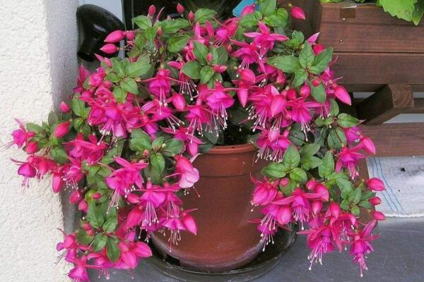 倒挂金钟的养殖方法,必须牢记日常养护5大要点