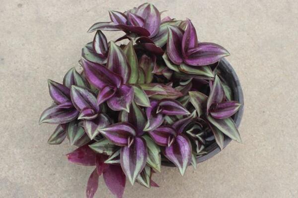 吊竹梅怎么摘心,必须在植株生长旺期进行摘心