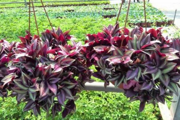 吊竹梅怎么摘心,必须在植株生长旺期进行摘心