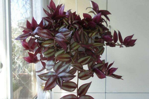 吊竹梅怎么摘心,必须在植株生长旺期进行摘心