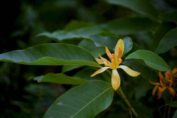 黄兰有毒吗，要注意儿童误食