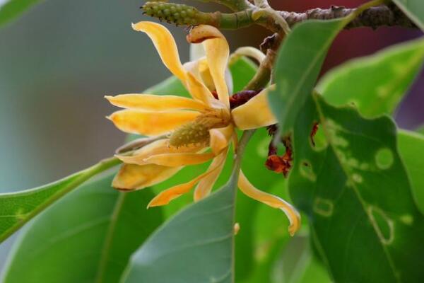 黄兰有毒吗，要注意儿童误食