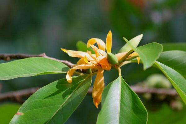 黄兰有毒吗，要注意儿童误食