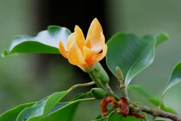 黄兰有毒吗，要注意儿童误食