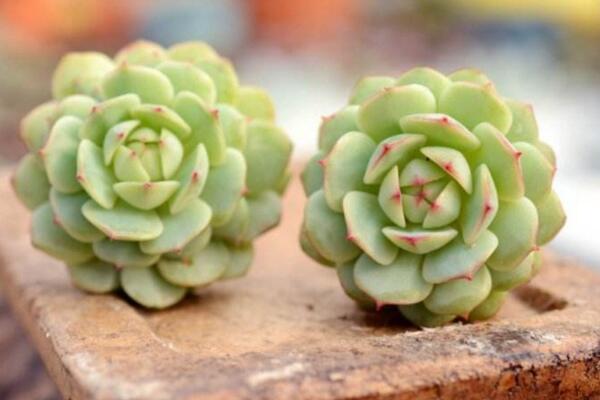 静夜徒长怎么办,加强光照并控制浇水