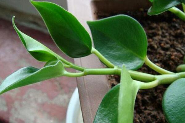 豆瓣绿怎么繁殖,扦插、播种、分株三种方法进行繁殖