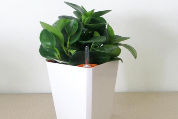 豆瓣绿怎么繁殖,扦插、播种、分株三种方法进行繁殖