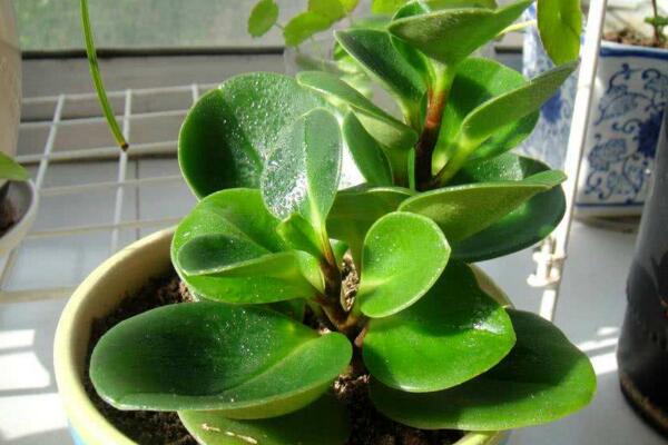 豆瓣绿怎么繁殖,扦插、播种、分株三种方法进行繁殖