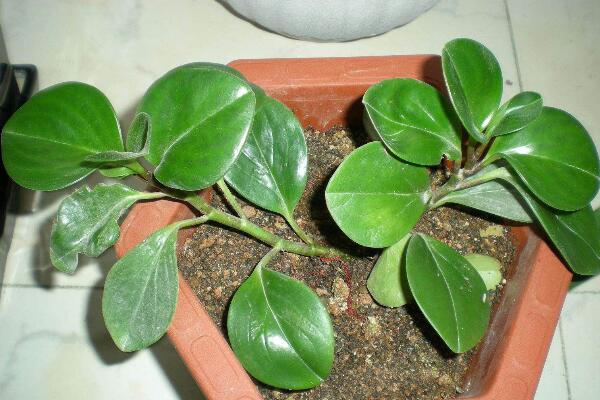 豆瓣绿怎么繁殖,扦插、播种、分株三种方法进行繁殖