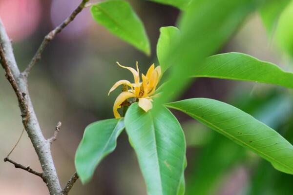黄兰长虫了怎么办,及时喷洒药物进行防治