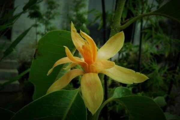 黄兰长虫了怎么办,及时喷洒药物进行防治