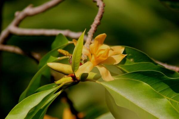 黄兰长虫了怎么办,及时喷洒药物进行防治