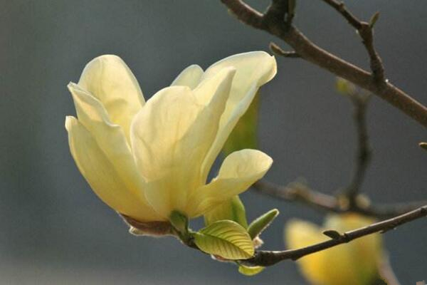 黄兰长虫了怎么办,及时喷洒药物进行防治