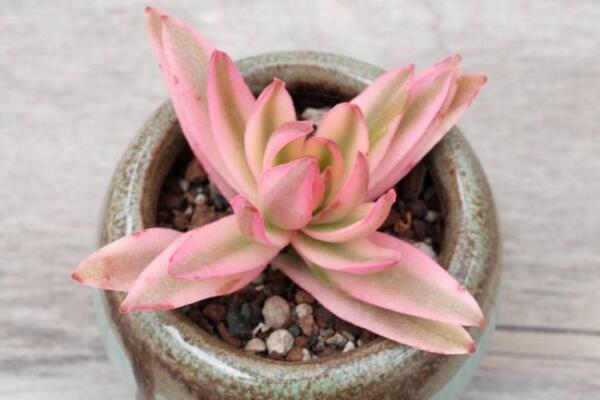 火祭锦的养殖方法,选择疏松肥沃的沙质土壤养护