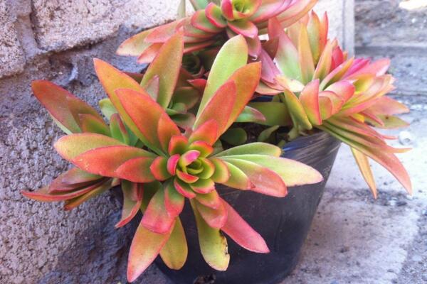 火祭锦的养殖方法,选择疏松肥沃的沙质土壤养护