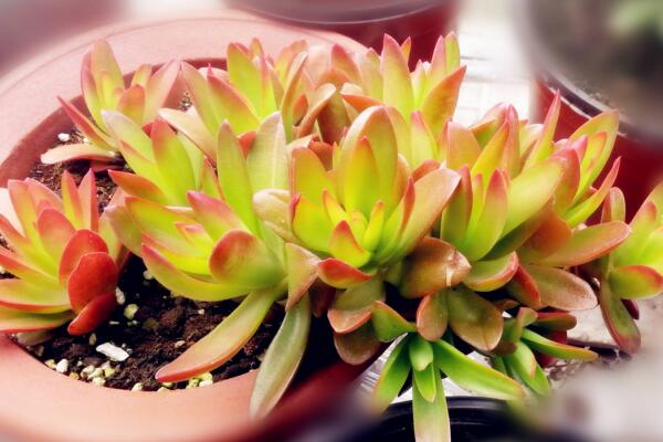 火祭锦的养殖方法,选择疏松肥沃的沙质土壤养护