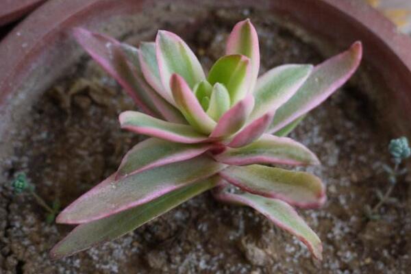 火祭锦的养殖方法,选择疏松肥沃的沙质土壤养护