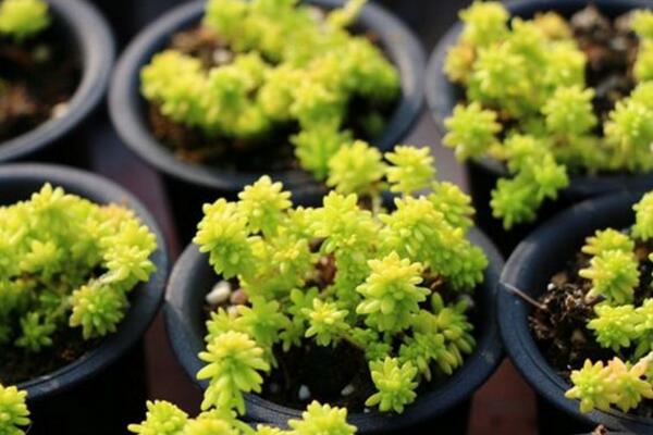 黄金草怎么养,5步可以让黄金草迅速爆盆