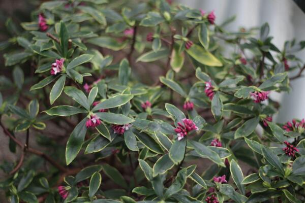 金边瑞香怎么修剪,金边瑞香修剪详细步骤