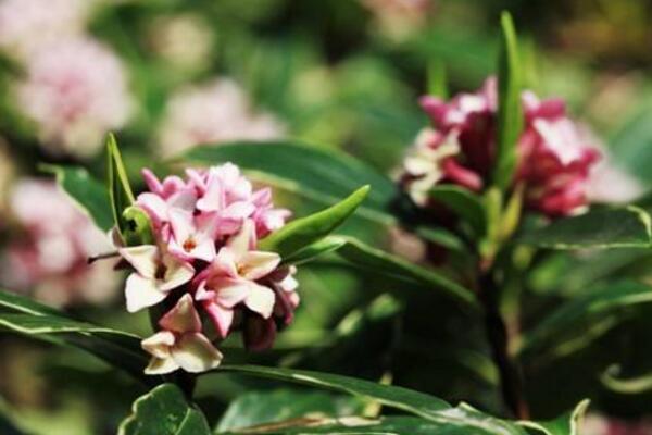 金边瑞香怎么修剪,金边瑞香修剪详细步骤