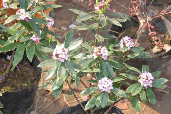 金边瑞香怎么修剪,金边瑞香修剪详细步骤