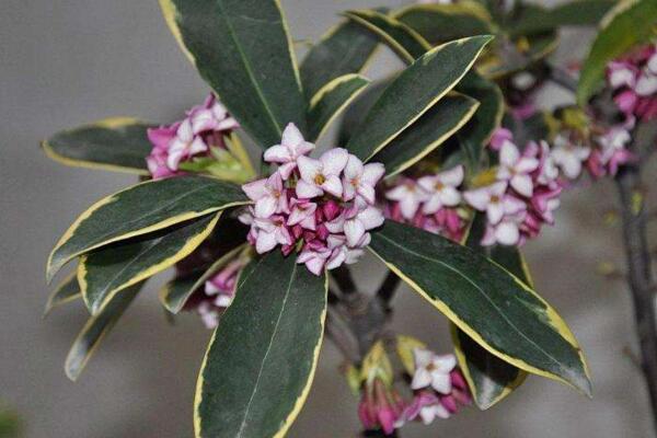 金边瑞香怎么修剪,金边瑞香修剪详细步骤