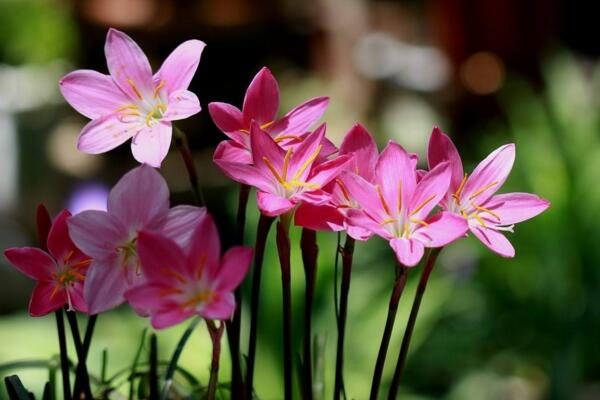 韭菜莲有毒吗，没有任何毒性可以放心养护