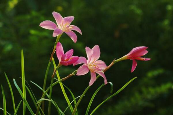 韭菜莲有毒吗，没有任何毒性可以放心养护